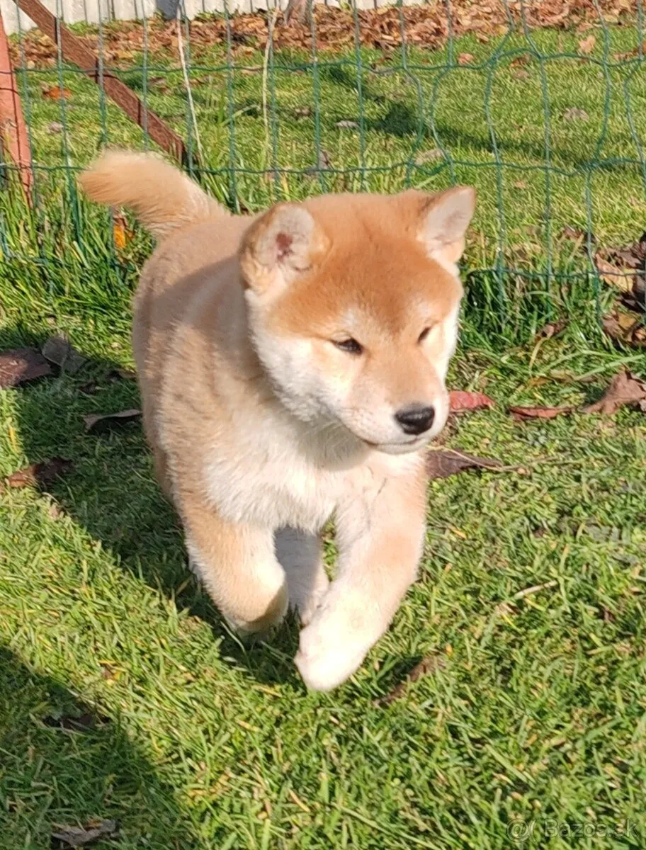 Shiba Inu: Il Memecoin Pronto a Decollare in Italia!