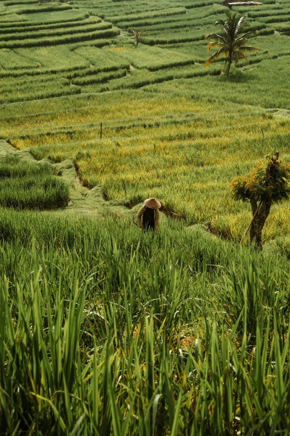 Bali: La Destinazione Inaspettata che Sta Conquistando gli Italiani!