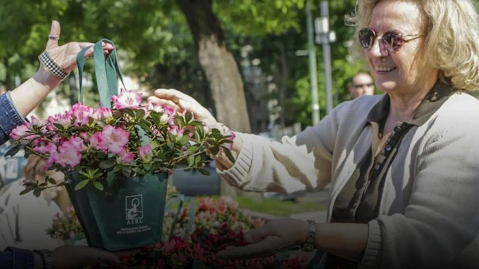 Scopri come l'Azalea della Ricerca sta colorando 3.900 piazze italiane per la Festa della Mamma!